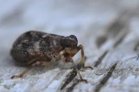 Issus coleoptratus
