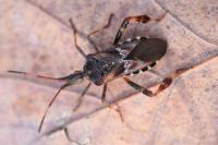 Leptoglossus occidentalis