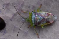 Elasmostethus interstinctus