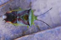Elasmostethus interstinctus
