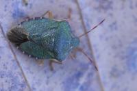 Palomena prasina