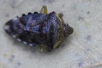 Elasmucha grisea