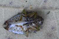 Elasmucha grisea