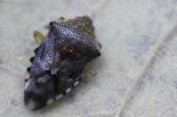 Elasmucha grisea