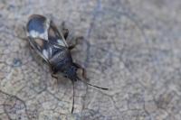 Oxycarenus modestus