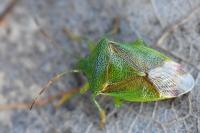 Elasmostethus minor