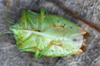 Elasmostethus minor