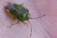 Elasmostethus minor