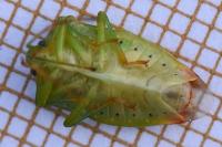 Elasmostethus minor