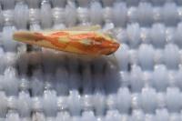Zygina flammigera