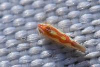 Zygina flammigera