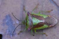 Acanthosoma haemorrhoidale