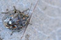 Holcogaster fibulata