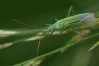 Stenodema calcarata