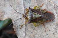 Acanthosoma haemorrhoidale