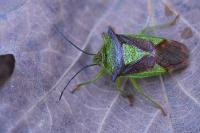 Acanthosoma haemorrhoidale