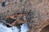 Arocatus roeselii