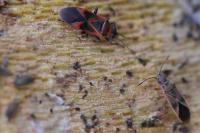 Arocatus roeselii