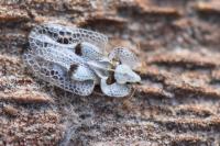 Corythucha ciliata
