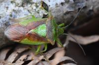 Acanthosoma haemorrhoidale