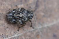 Issus coleoptratus
