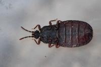 Aneurus laevis