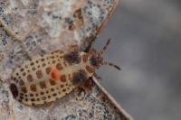 Aneurus laevis
