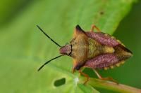 Carpocoris mediterraneus
