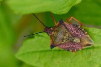 Carpocoris mediterraneus