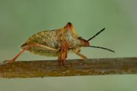 Carpocoris mediterraneus