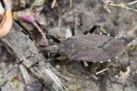 Dicranocephalus agilis