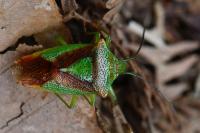Acanthosoma haemorrhoidale