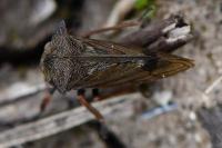 Centrotus cornutus