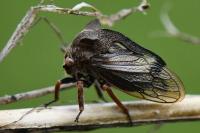 Centrotus cornutus