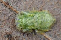Ledra aurita