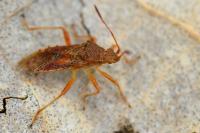 Rhopalus maculatus