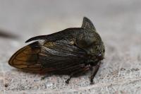 Centrotus cornutus