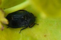 Penthimia nigra