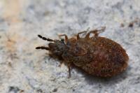 Aradus cinnamomeus