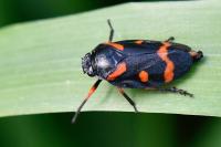 Cercopis intermedia