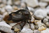 Centrotus cornutus