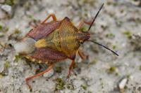 Carpocoris purpureipennis