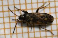 Megalonotus emarginatus