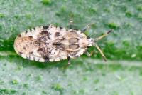 Tingis cardui