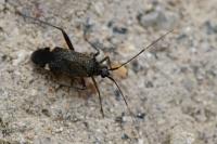 Closterotomus fulvomaculatus