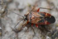 Psallus betuleti