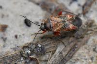 Psallus betuleti