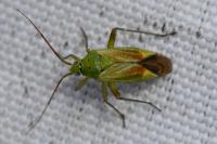 Closterotomus norwegicus