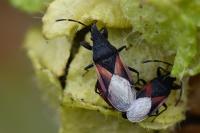 Oxycarenus lavaterae