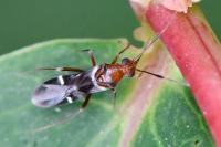 Mimocoris